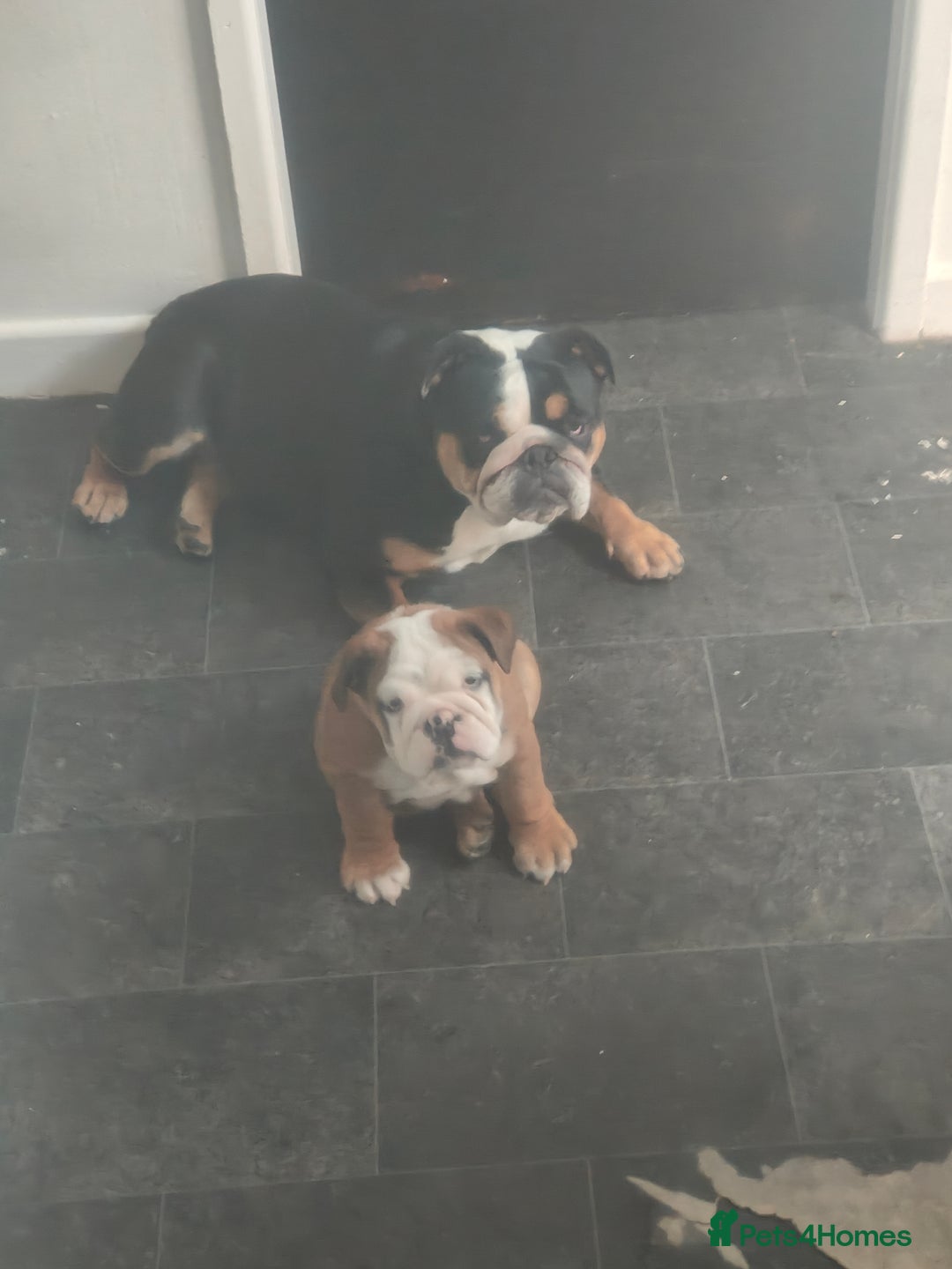 English Bulldog dogs for sale: English Bulldog  - Advert 1