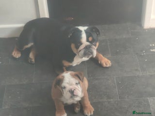 English Bulldog dogs English Bulldog - Advert 5