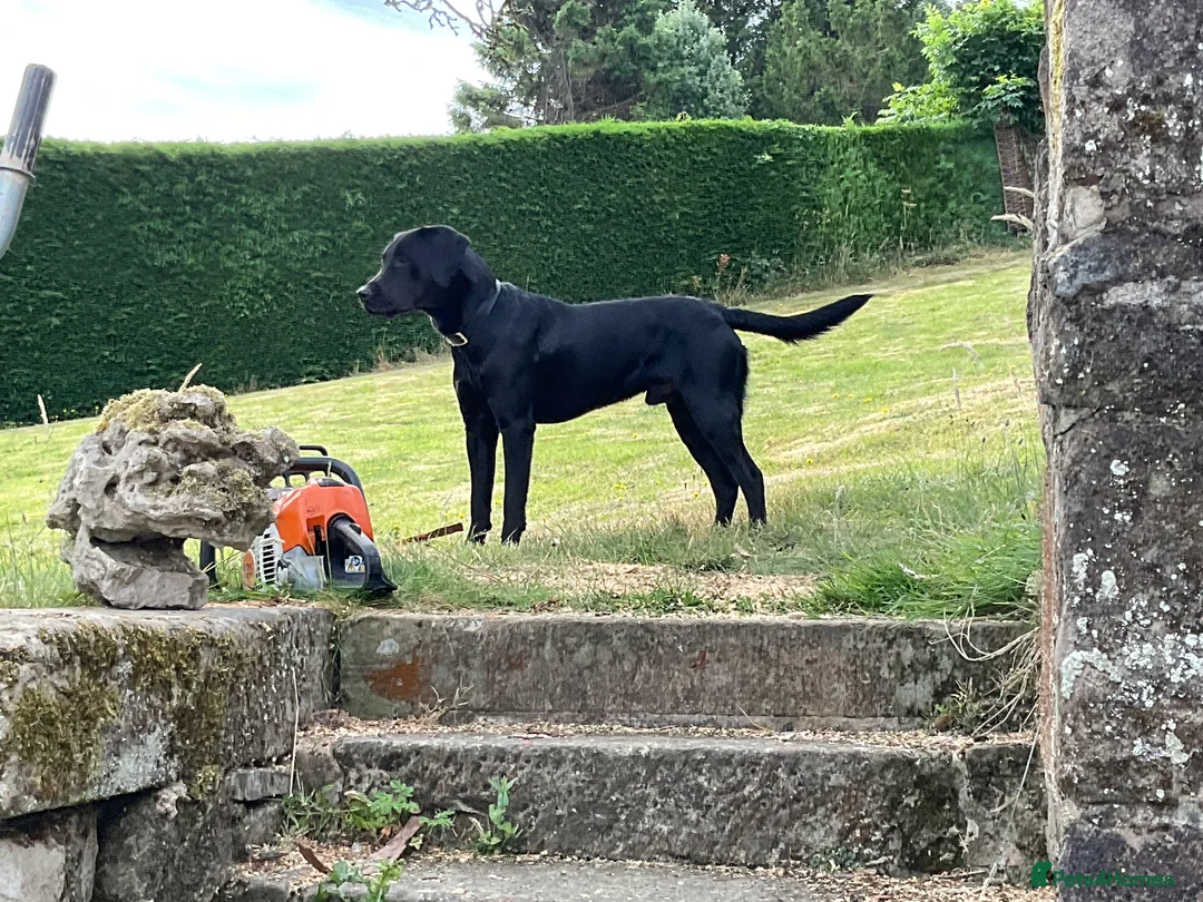 Labrador Retriever dogs for sale: Working Labrador Puppies Black & Fox Red Ready Now - Advert 4