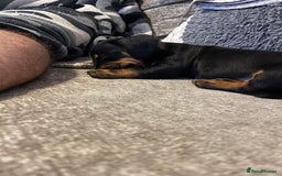 Mixed Breed dogs for sale: Miniature dachshund X French bulldog  - Image 10