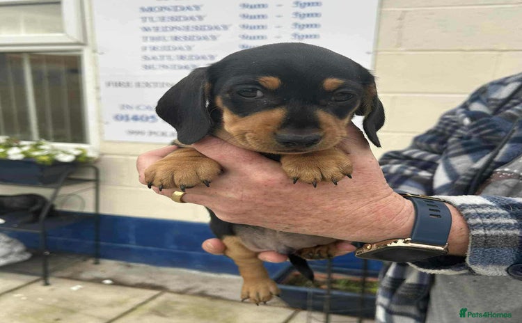 Miniature Dachshund dogs - Advert 10