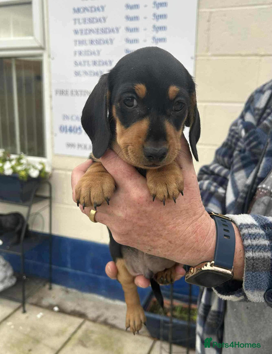 Miniature Dachshund dogs for sale: Miniature smooth haired dachshunds  - Image 1