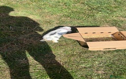 Dwarf Lop rabbits for sale: French lop x dwarf lop bunny - Image 2