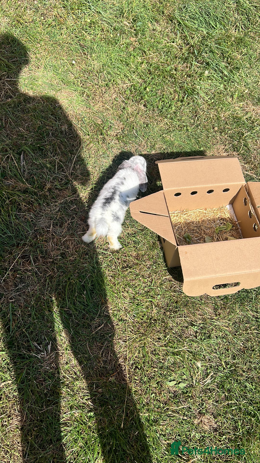 Dwarf Lop rabbits for sale: French lop x dwarf lop bunny - Image 2