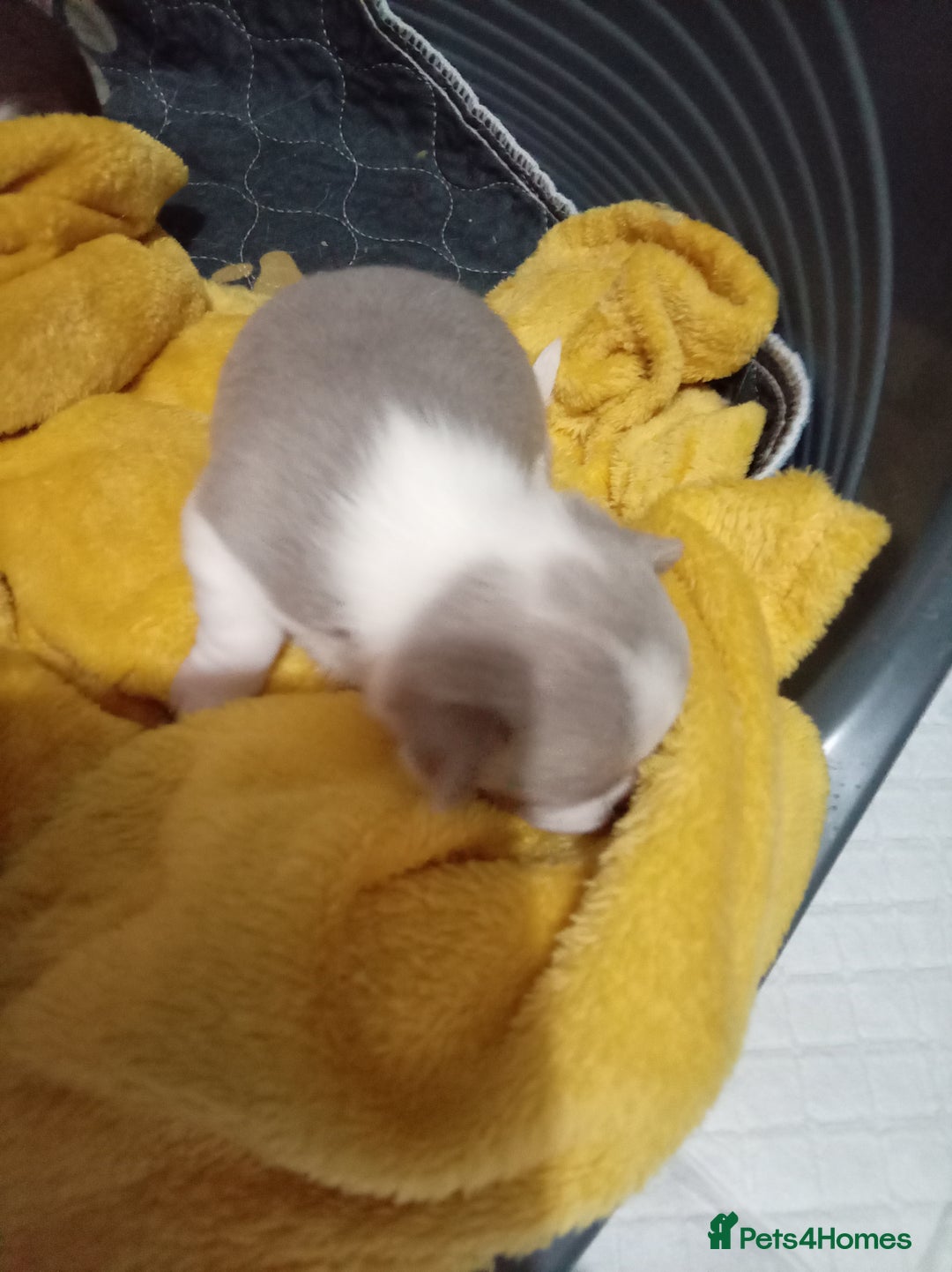 Chihuahua dogs for sale: Chihuahua puppies - Advert 10