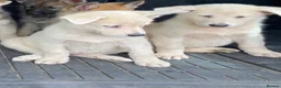 Mixed Breed dogs for sale: German Shepherd X Akita Pups - Advert 4