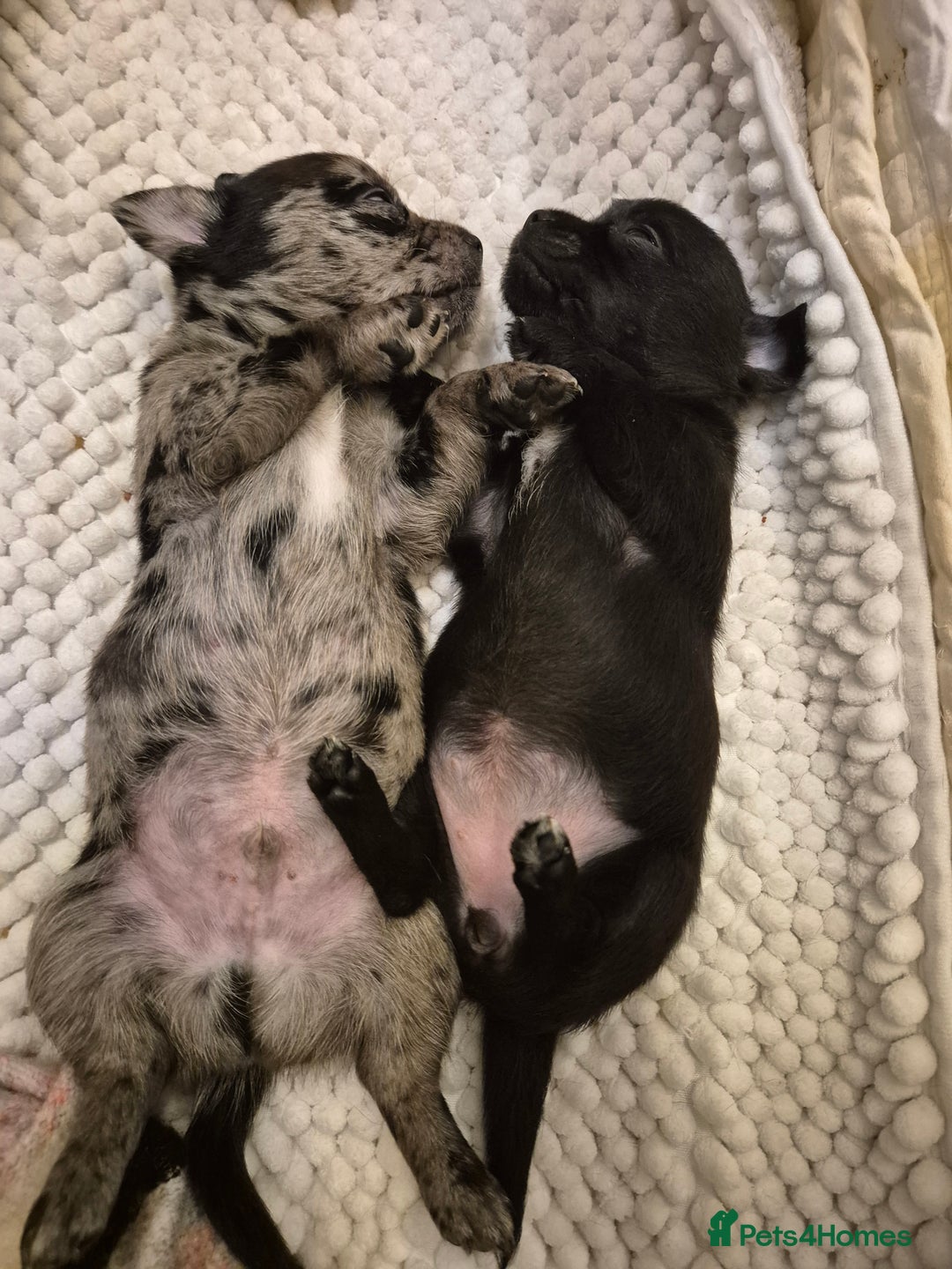 Chihuahua dogs for sale: 4 pure breed chihuahua, 2 merle  2 twins - Advert 7