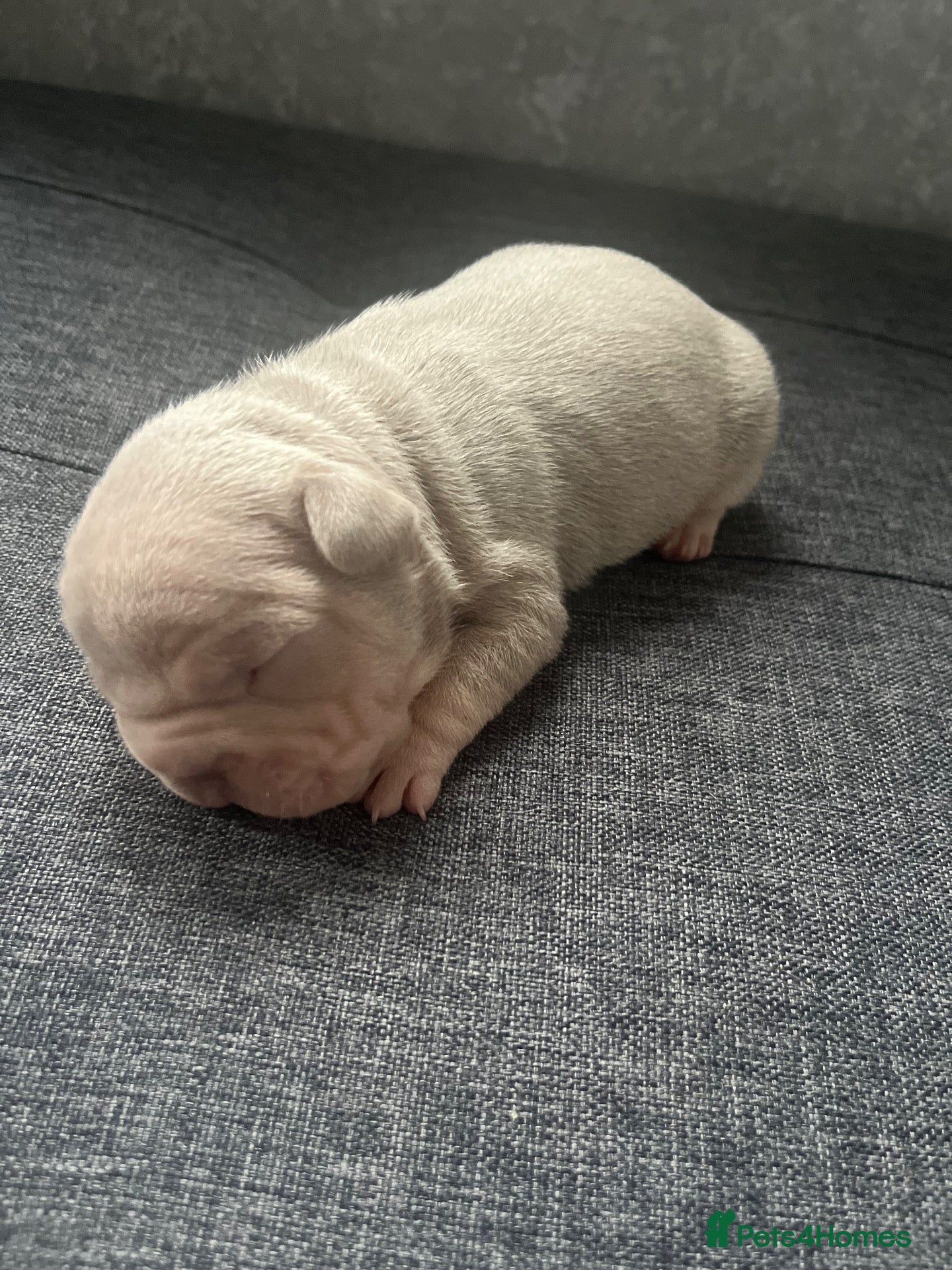 French Bulldog dogs French bulldog puppies  - Advert 8
