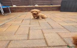 Labradoodle dogs for sale:  Apricot Doodle labradoodles - Image 39