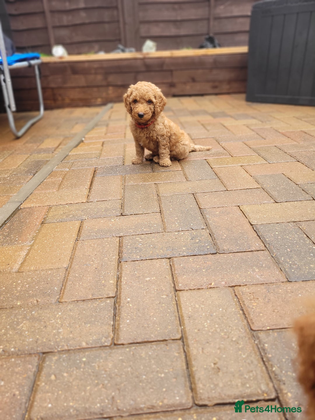 Labradoodle dogs for sale:  Apricot Doodle labradoodles - Image 39