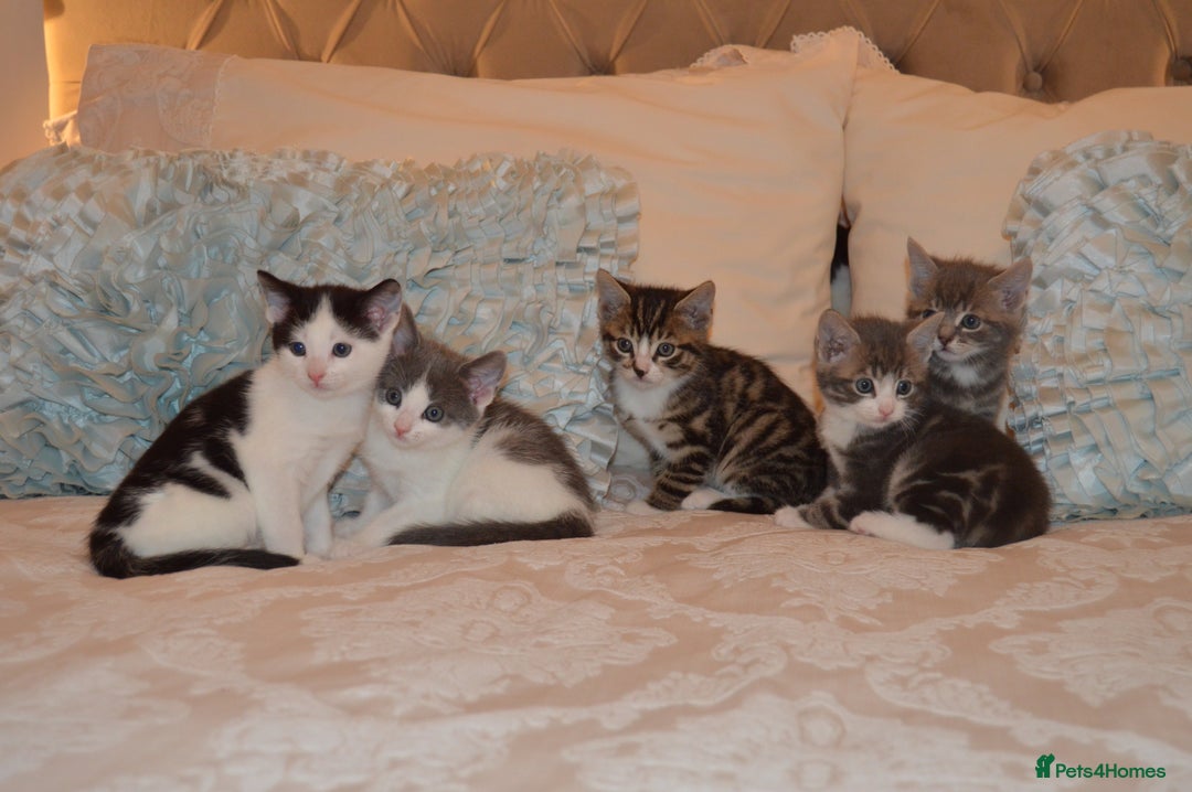 Mixed Breed cats for sale: 6 Adorable Playful Kittens for Sale - Image 31