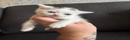 Perdoll cats for sale: Persian x Ragdoll kitten  - Advert 18