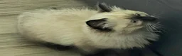 Ragdoll cats for sale: 2 beautiful seal point Ragdoll Kittens  - Advert 9
