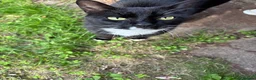 Mixed Breed cats for sale: Adult mother and son need rehoming - Advert 2