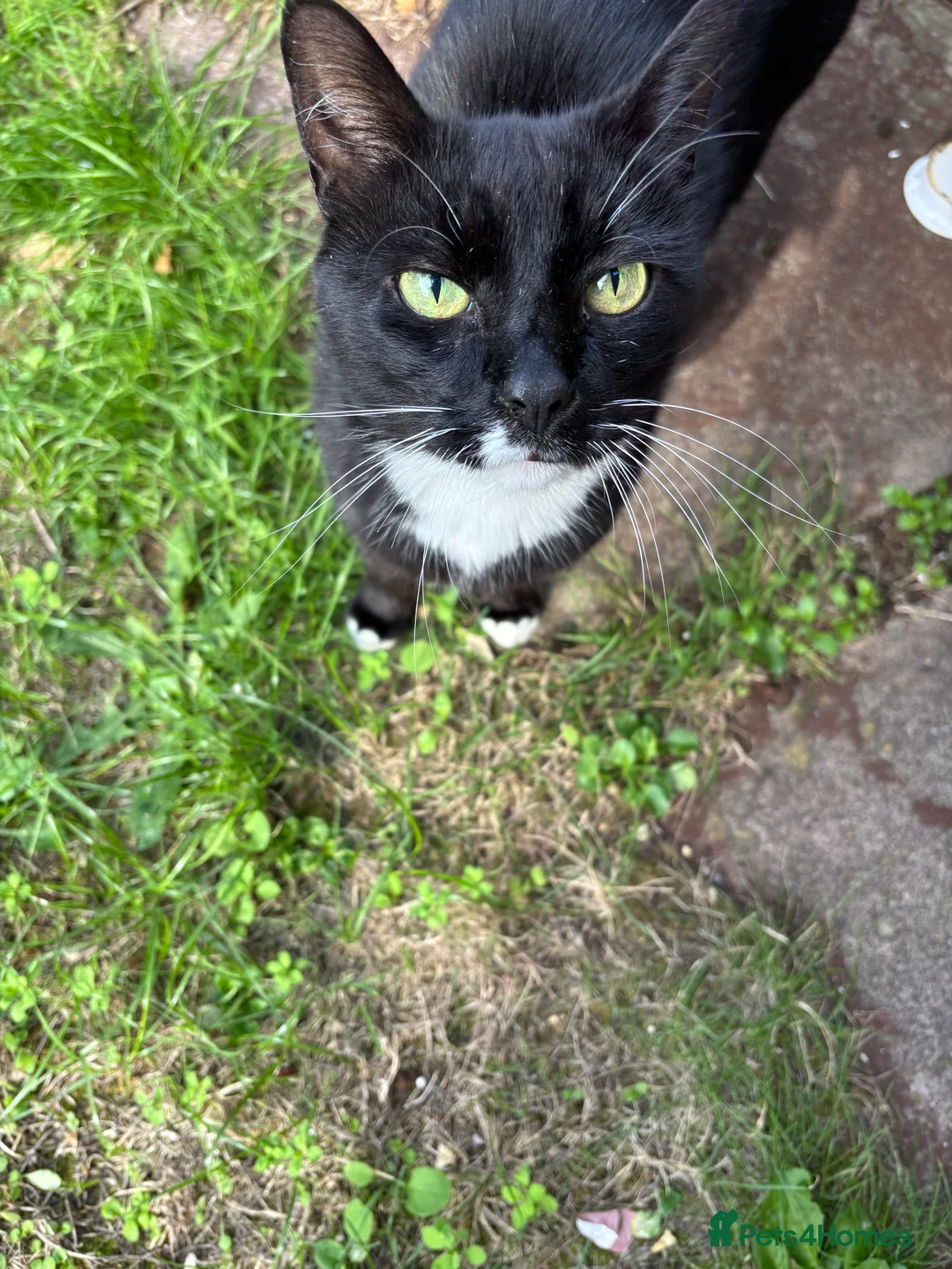 Mixed Breed cats for sale: Adult mother and son need rehoming - Advert 2