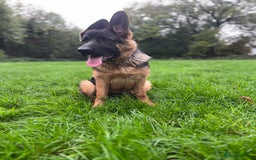 German Shepherd dogs for sale: German Shepherds looking for new homes  - Image 12