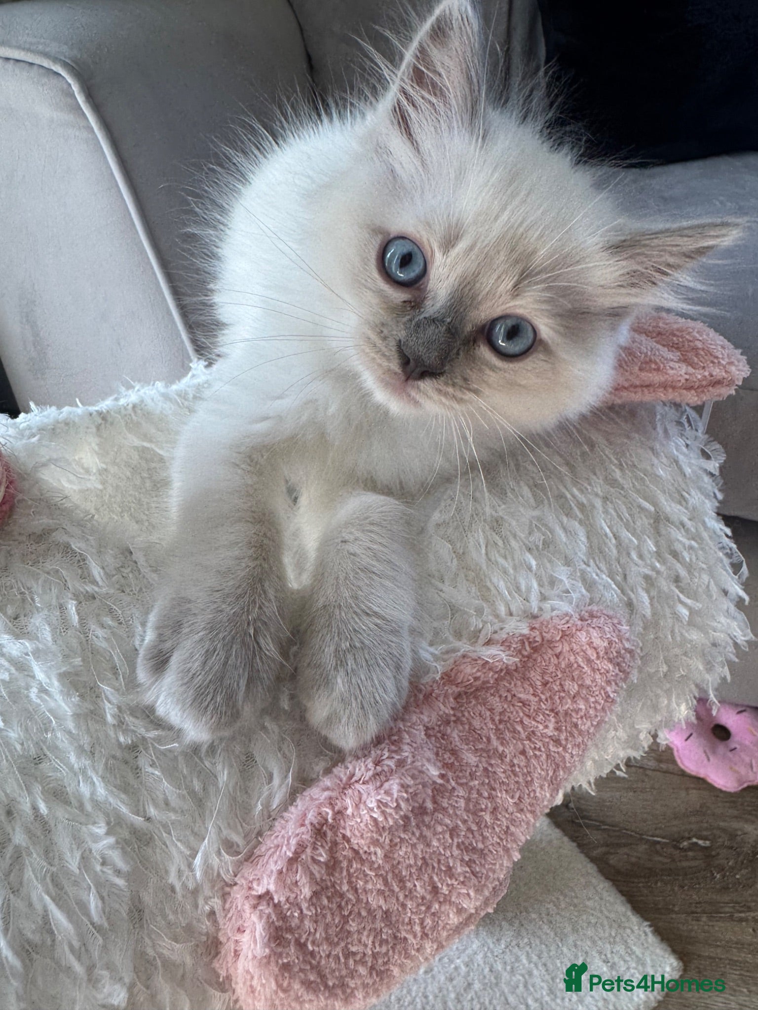 Ragdoll cats Stunning boys Ready now. Ready July and August  - Advert 2