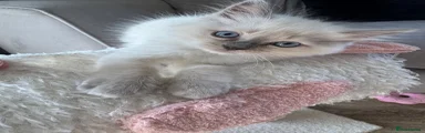 Ragdoll 4