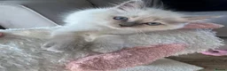 Ragdoll cats for sale: Stunning boys Ready now. Ready July and August  - Advert 26