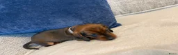 Miniature Dachshund dogs for sale: Beautiful Miniature Dachshund Puppies - Advert 27
