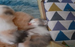 Ragcoon cats for sale: Stunning, and chunky ragcoons  - Image 23