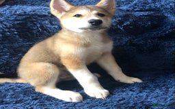 Mixed Breed dogs for sale: **REDUCED** READY NOW! Japanese Akita Puppies - Image 7