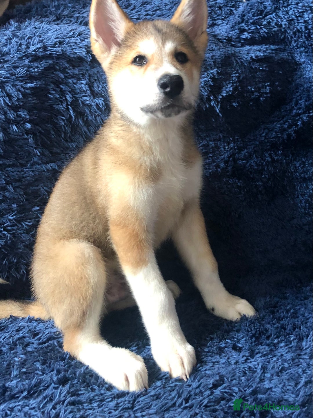 Mixed Breed dogs for sale: **REDUCED** READY NOW! Japanese Akita Puppies - Image 7