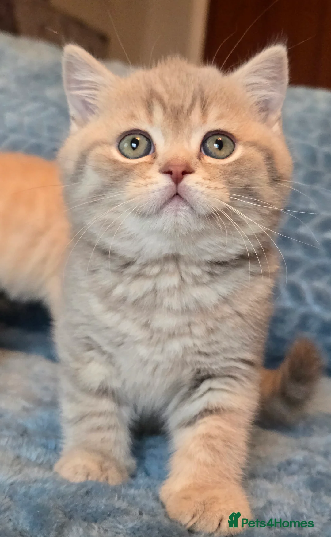 British Shorthair cats for sale: TICA registered British shorthair kittens - Advert 25