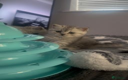 British Shorthair cats for sale: British Shorthair Kittens - Image 5