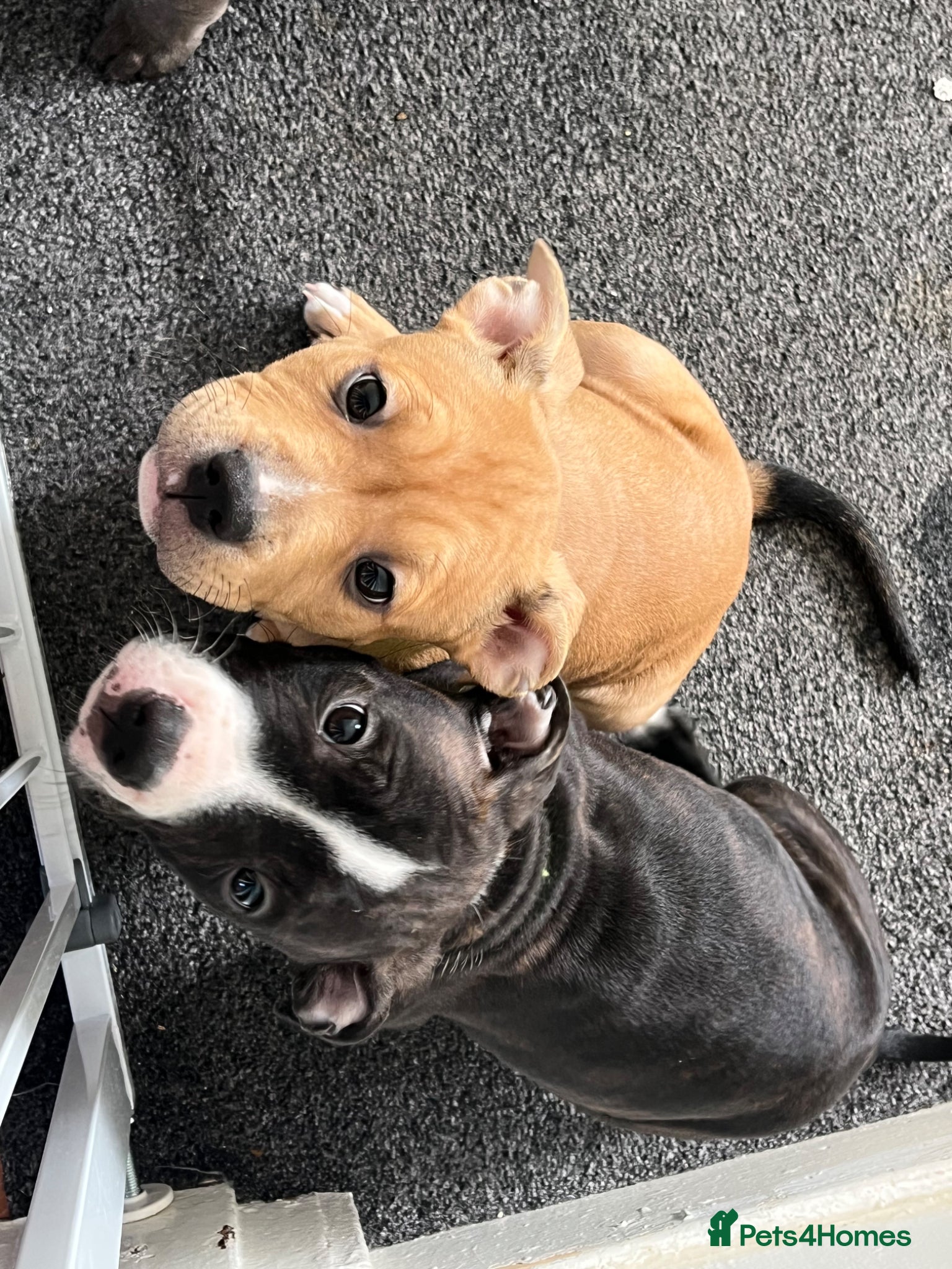 American Bull Staffy dogs AmStaff pups  - Advert 1