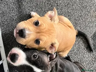 American Bull Staffy dogs AmStaff pups - Advert 8