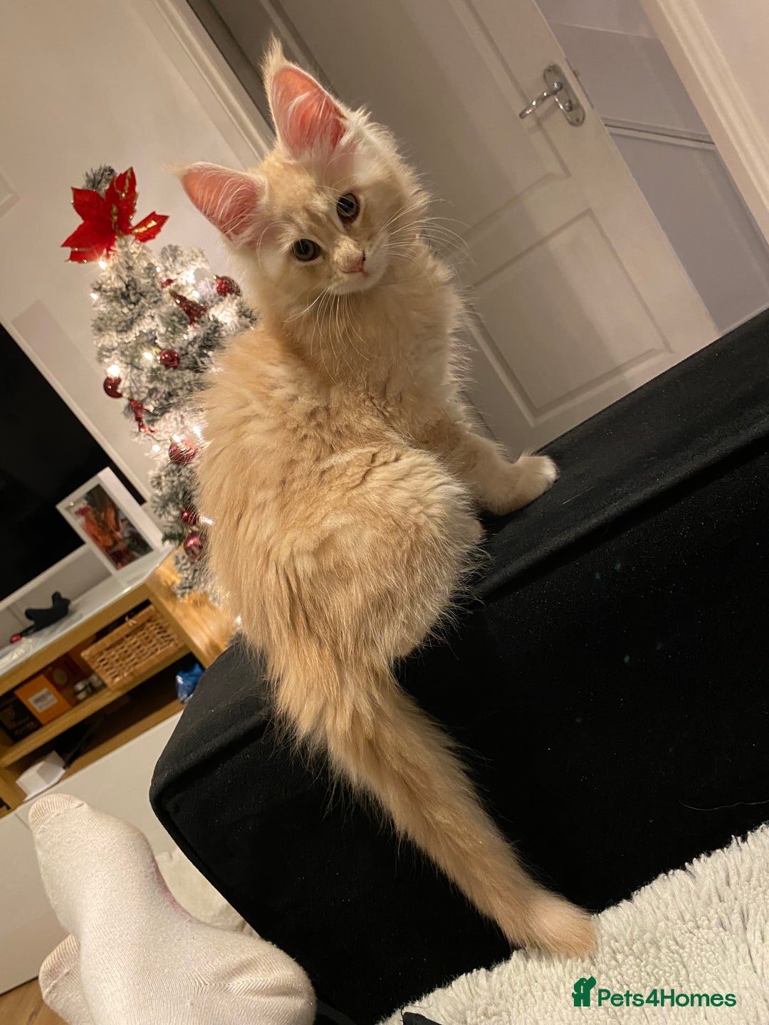 Maine Coon cats for sale: Maine coon kittens Russian/big - Advert 12