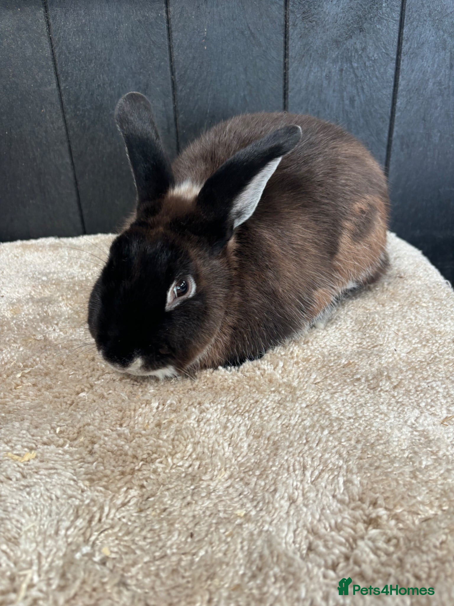 Rex rabbits for sale: Stunning house bunny - Advert 2