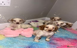 Cocker Spaniel dogs for sale: Cocker spaniel puppies  - Image 4