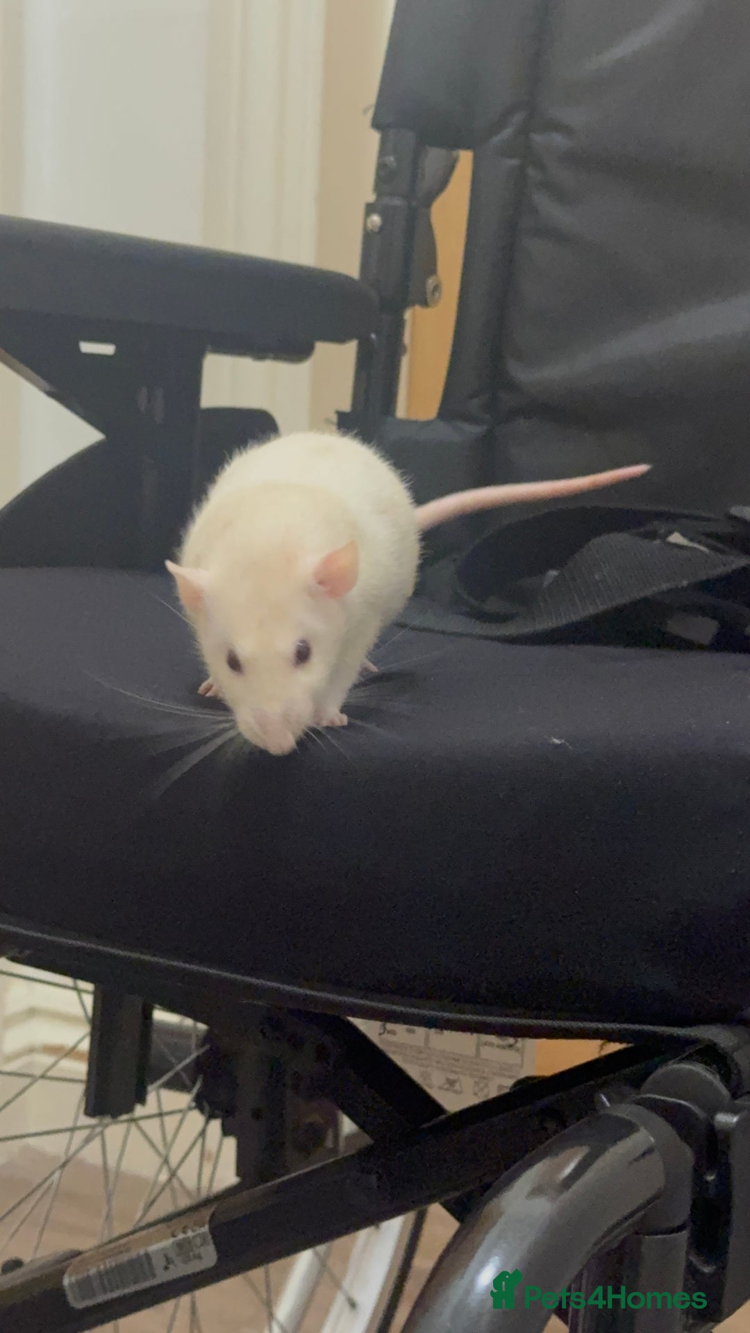 Rat rodents for sale: Male rat looking for new home with companion  - Image 3