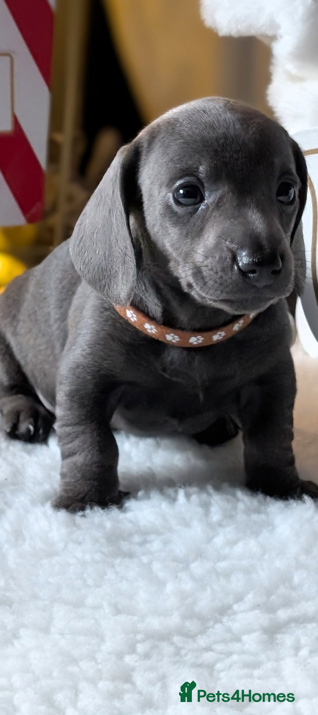 Miniature Dachshund dogs for sale: Beautiful mini dachshunds  - Advert 7