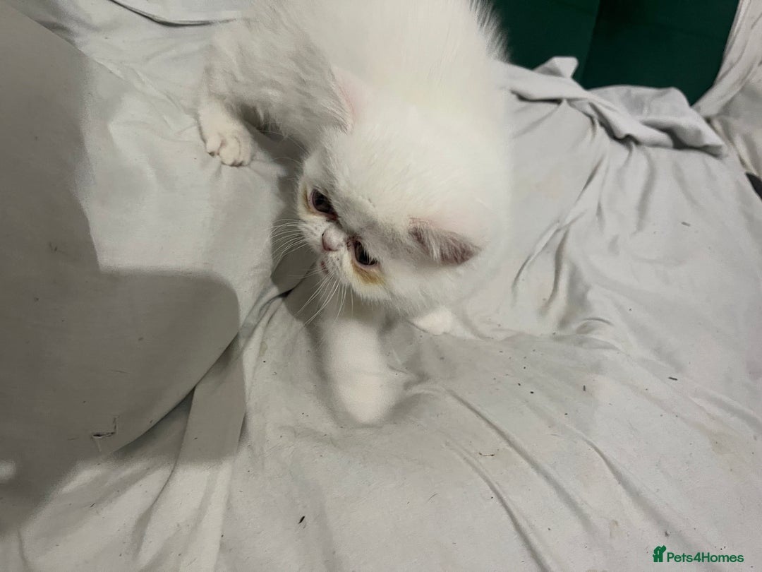 Persian cats for sale: Persian super  **  kittens  - Advert 6