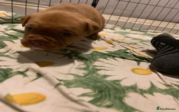 Mixed Breed dogs for sale: Bullmastiff x mixed breed  - Image 6