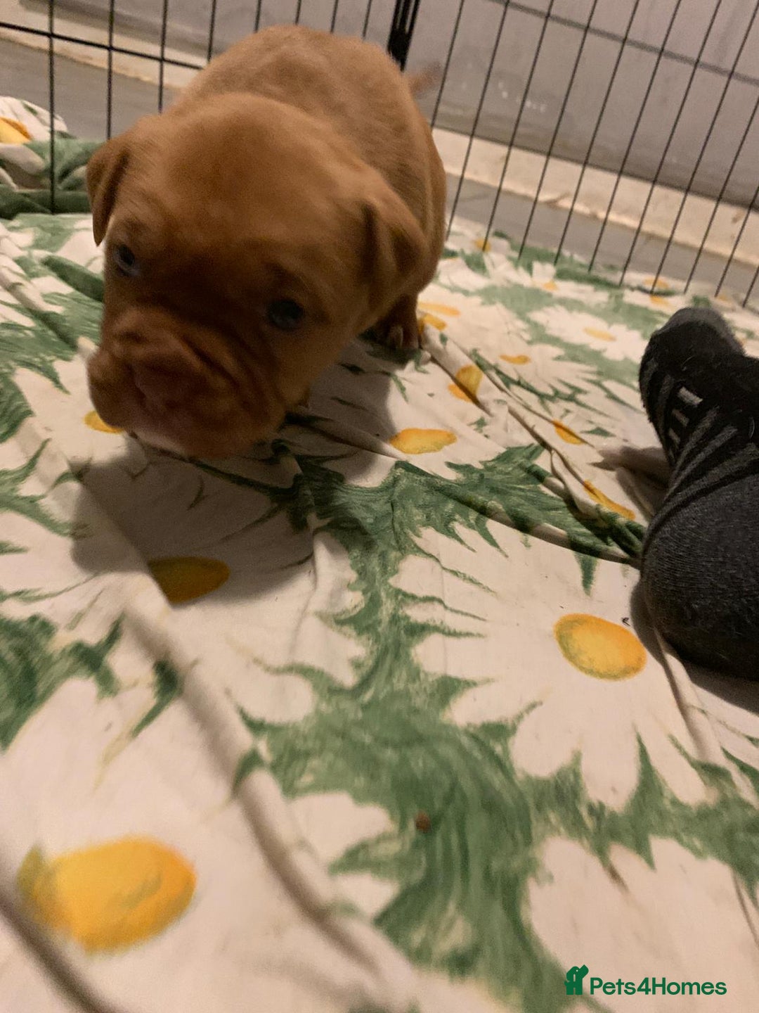 Mixed Breed dogs for sale: Bullmastiff x mixed breed  - Image 6