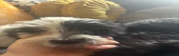 Mixed Breed dogs for sale: Dogs hair don’t fall out look like cokapoos  - Advert 7