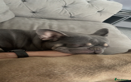 French Bulldog dogs for sale: Pablo  - Image 3
