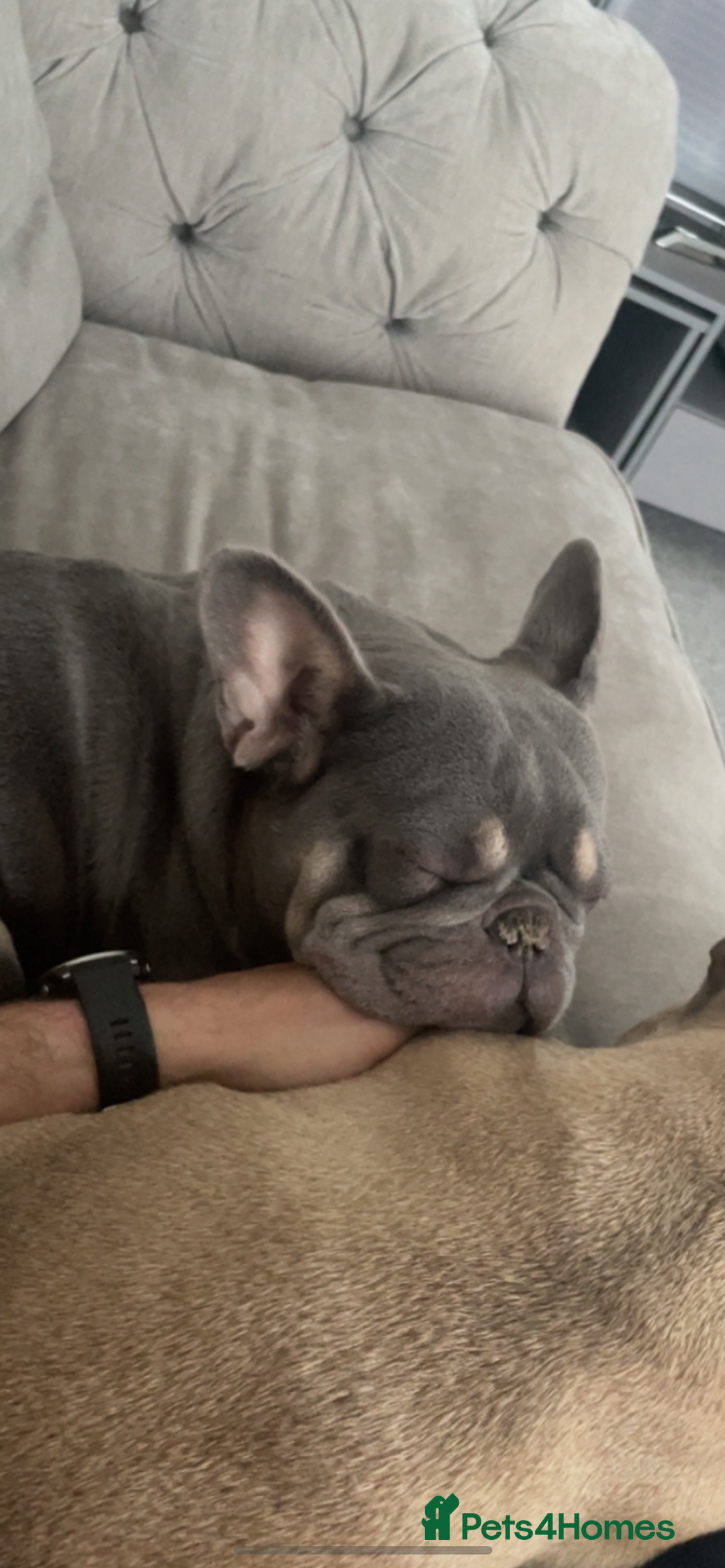 French Bulldog dogs for sale: Pablo  - Image 3