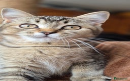 Scottish Fold cats for sale: 2 boys left! TICA registered Scottish Fold - Image 4