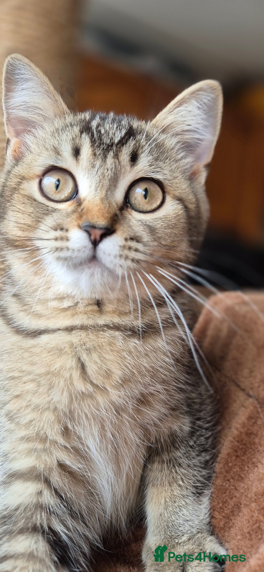 Scottish Fold cats for sale: 2 boys left! TICA registered Scottish Fold - Image 4