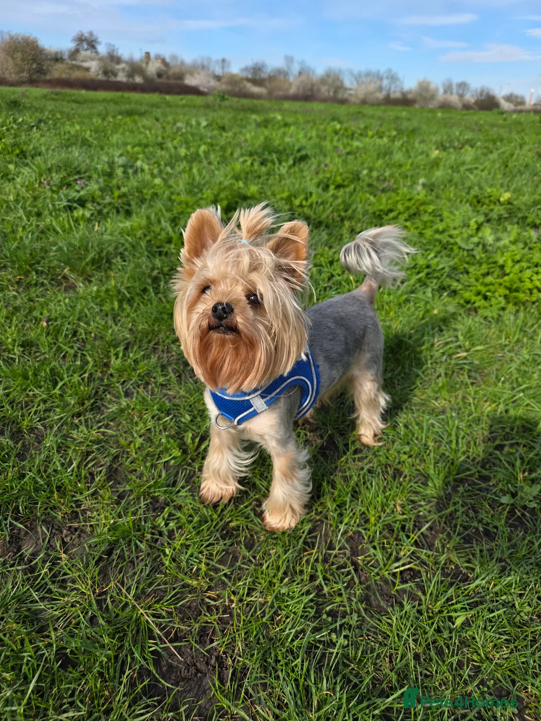 Yorkshire Terrier dogs for stud: Kc.reg.YORKSHIRE TERRIER For stud 🐶🐶 - Advert 1