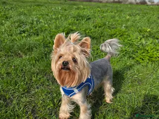 Yorkshire Terrier dogs Kc.reg.YORKSHIRE TERRIER For stud 🐶🐶 - Advert 11