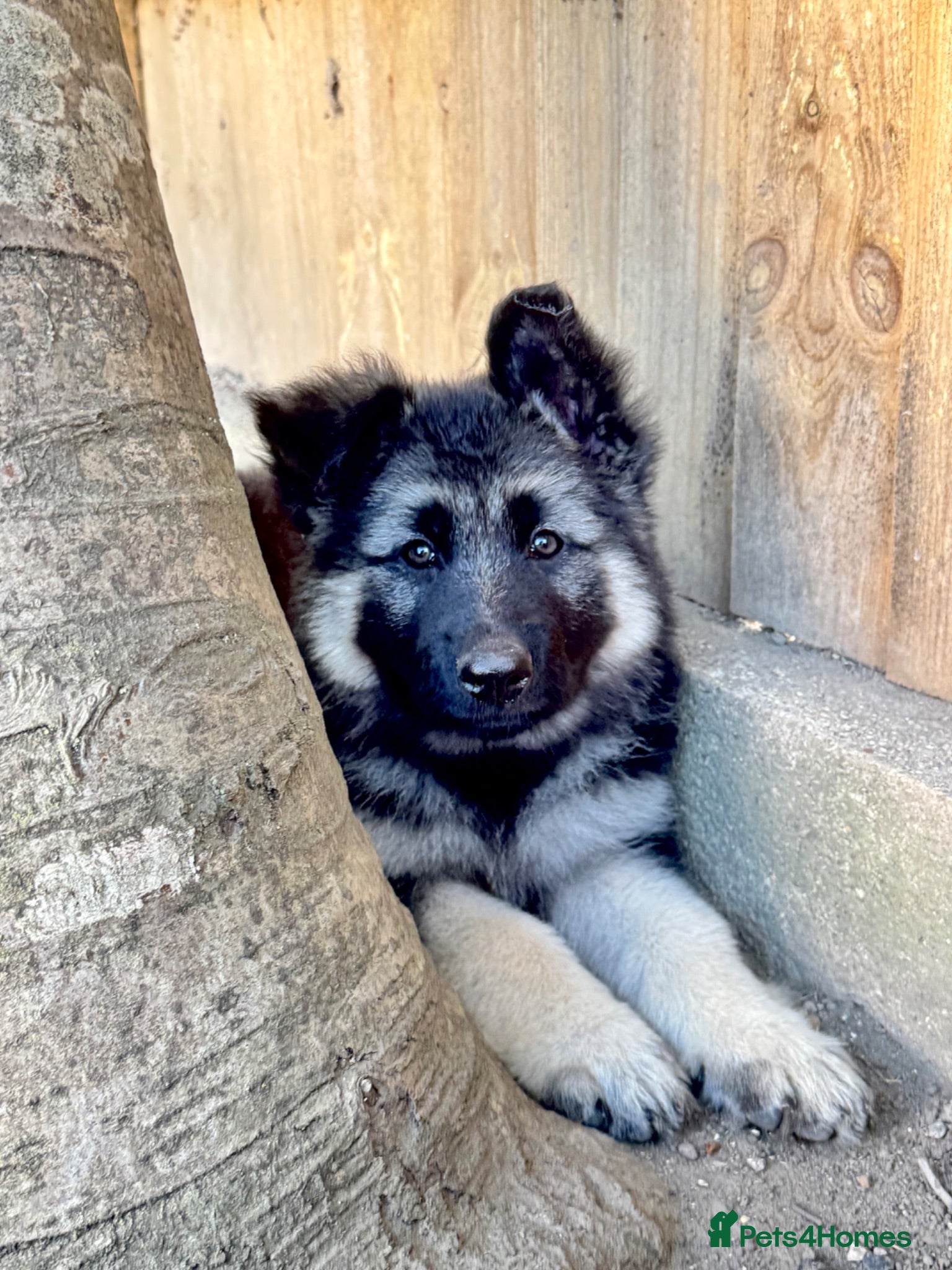 German Shepherd dogs **READY 28TH JULY** Black and silver female puppy - Advert 2