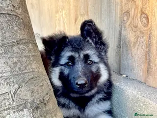 German Shepherd dogs **READY 28TH JULY** Black and silver female puppy - Advert 16