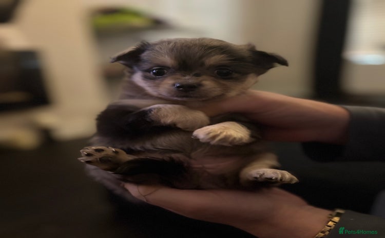Chihuahua dogs - Advert 7