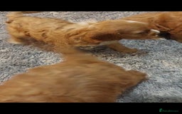 Cavapoo dogs for sale: CAVAPOO F1 puppies ready for new homes now  - Image 5
